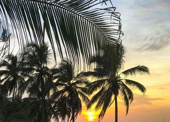 Low angle view of palm tree against sky