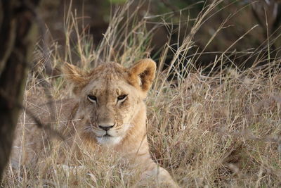 Portrait of a cat on field