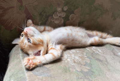 Close-up of cat resting outdoors