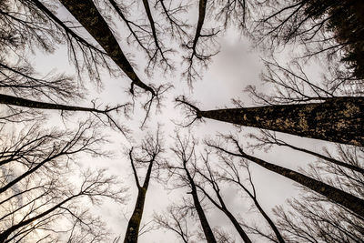 Low angle view of bare trees against sky