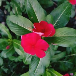 Close-up of red hibiscus blooming outdoors