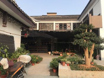 Potted plants on street amidst buildings against sky