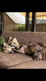 Cat sleeping by building