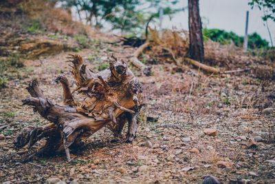 Fallen tree on field in forest