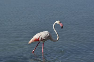 Bird flamingo in a lake