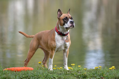 Portrait of dog running on grass