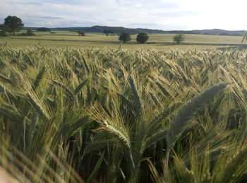 Scenic view of wheat field against sky