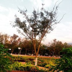 Trees in park