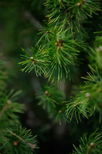 Close-up of pine tree