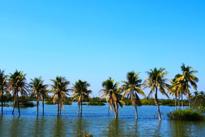 Scenic view of palm trees against clear blue sky