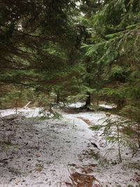 Trees growing in forest