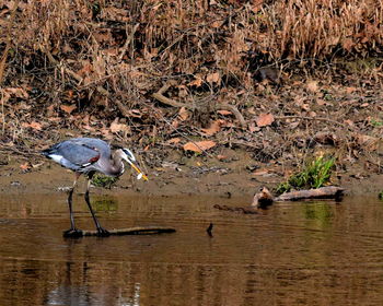 Bird perching on lake