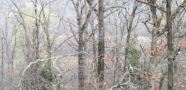 Bare trees in forest during winter