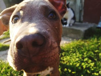 Close-up portrait of dog