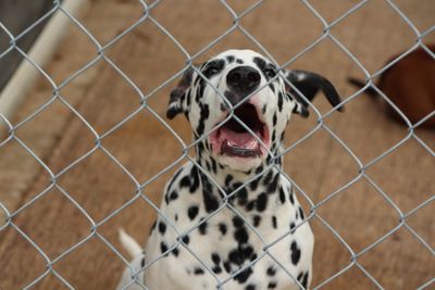 Portrait of dalmatian dog barking under cage