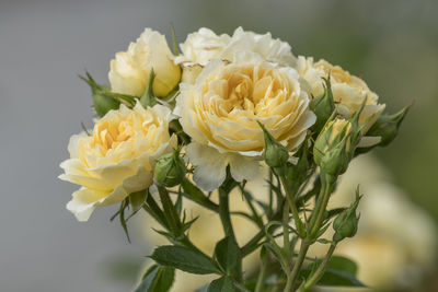 Close-up of rose bouquet