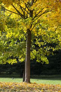 Tree in autumn