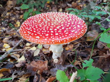 Close-up of fly agaric mushroom on field