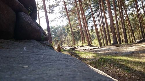 Scenic view of forest