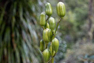 Close-up of fruit growing on tree