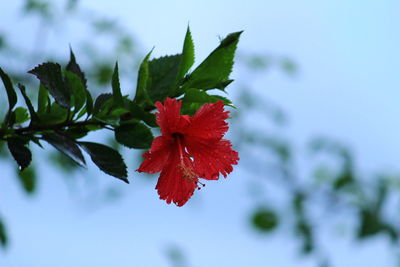 Close-up of red maple leaf