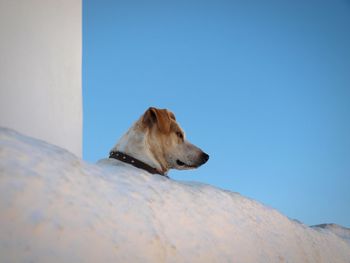 Low angle view of dog resting against clear blue sky