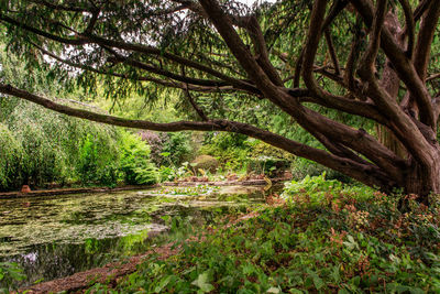 Scenic view of lake in forest