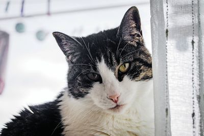 Close-up portrait of a cat