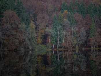 Scenic view of lake in forest