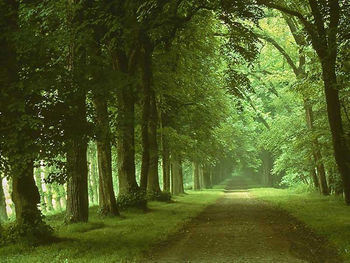 Road amidst trees in forest