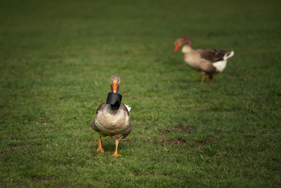 Two ducks on a field