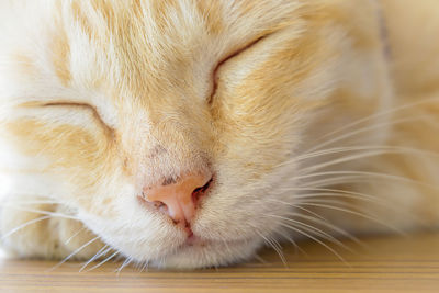 Close-up of cat sleeping