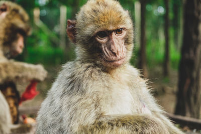 Close-up of monkey 