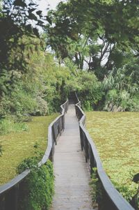 Narrow pathway along trees