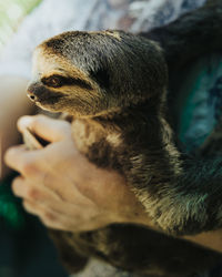 Close-up of a hand holding a sloth