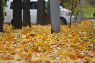 Close-up of autumn leaves