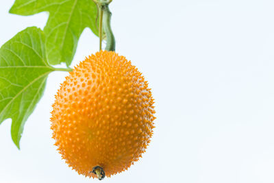 Close-up of orange fruit against white background