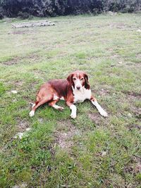 High angle view of dog relaxing on field