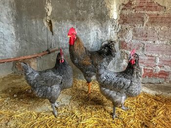 Rooster in zoo