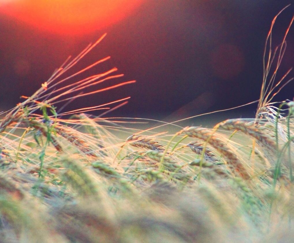 sky, growth, nature, grass, plant, low angle view, beauty in nature, tranquility, field, outdoors, no people, tranquil scene, close-up, focus on foreground, scenics, selective focus, idyllic, day, dusk, landscape