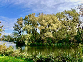 Scenic view of lake by trees against sky