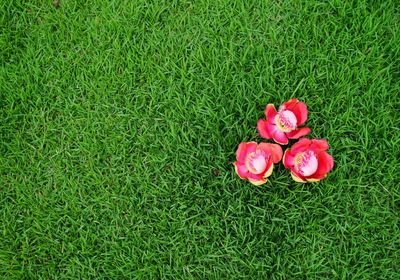 High angle view of pink flower on field