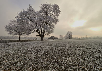 Bare trees on field against sky during winter