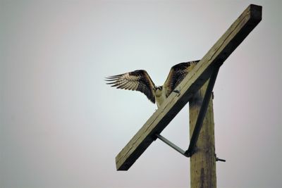 Low angle view of bird flying against clear sky