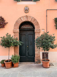 Potted plant against building