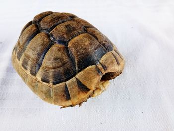 Close-up of turtle on table