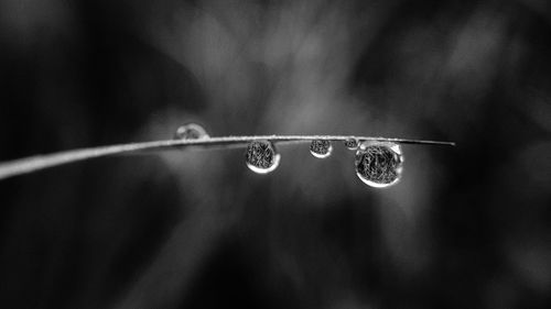 Close-up of water drop on leaf