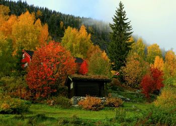 Houses amidst trees during autumn