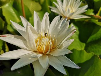 Close-up of insect pollinating flower