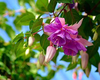 Close-up of pink flowers